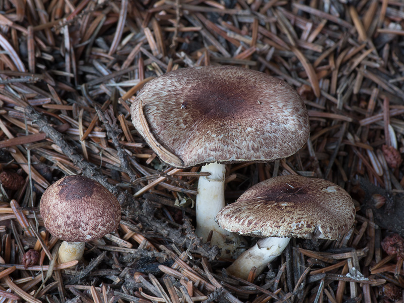 Agaricus purpurellus